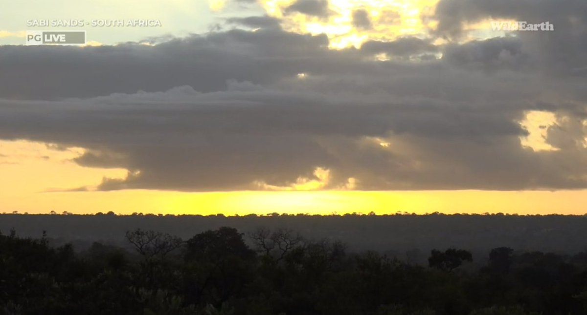 Meaghan_Edwards's tweet photo. Golden sunrise, monitoring monitor, happening hyena @WildEarth #WildEarth #Ntima #biodiversity #biodiversityandyou https://t.co/jp8M88ryr9
