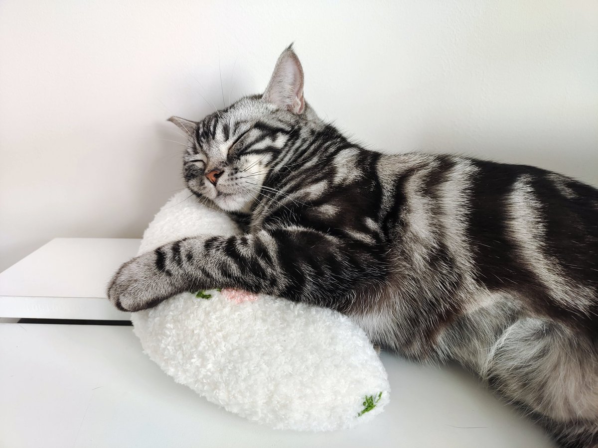 kassydaybyday's tweet photo. 新买的枕头💤

#CatsOnTwitter #cutecats #cutenessoverload #猫のいる暮らし #猫のいる生活 https://t.co/7cLsXLu4or