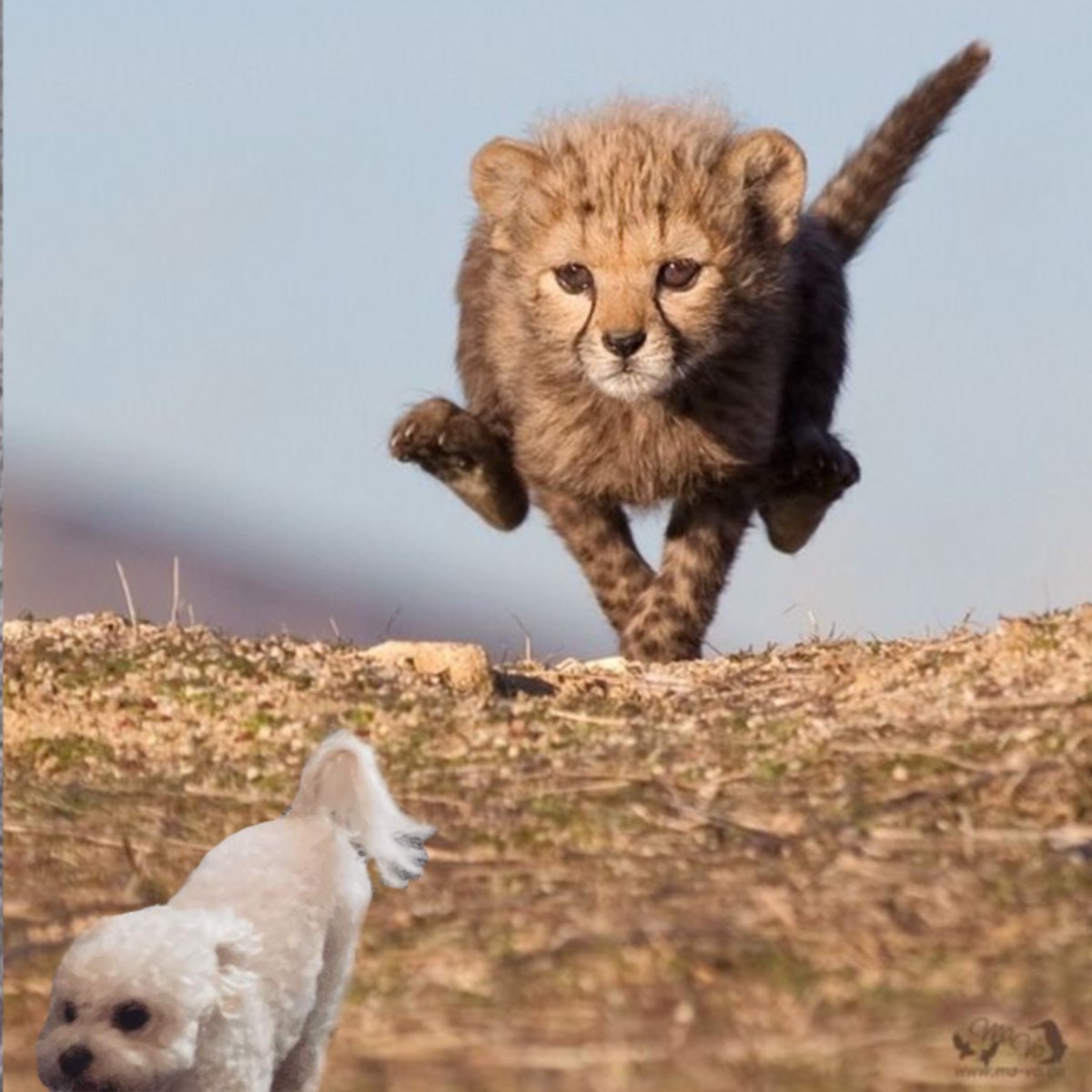 ม้าคในสายตาของแดกัล…