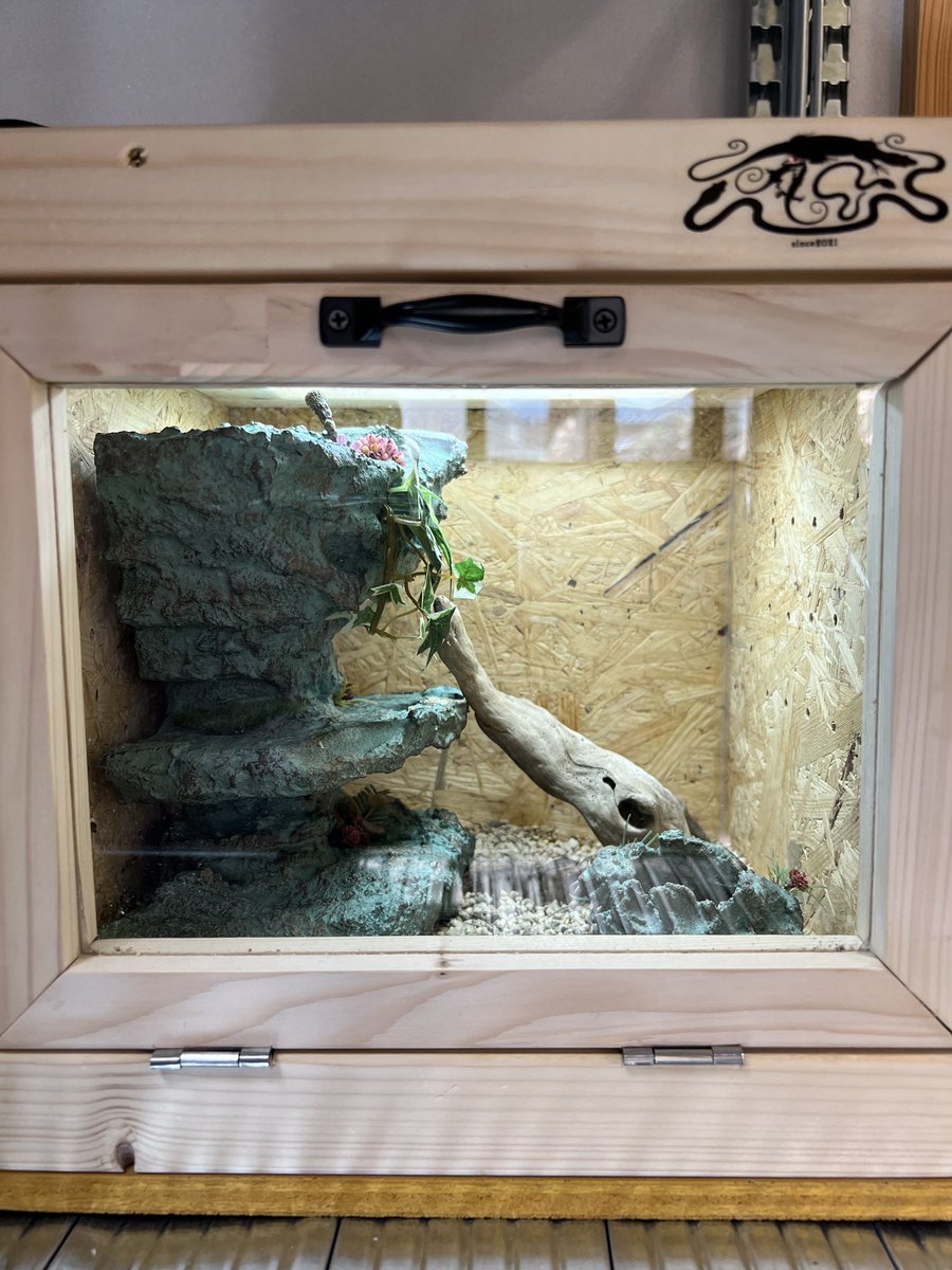 DaotianJinfu's tweet photo. A.O cageさん(@AO_cage )から頂いた3030の木製ケージをマサイベビーズに🎁

ストックしていたともえ屋さん(@Iy0aAILRggs1XgM )のクレスタワーを合わせて♪

ありがとうございました！

#aocage
#ともえ屋
#マサイヨロイトカゲ https://t.co/QJVSBiPHw4