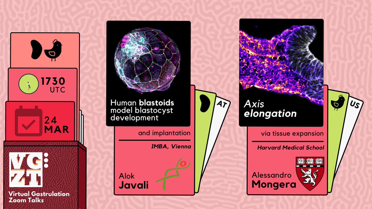VGZT2020_21's tweet image. As we are making way for summer, we've got some HOT talks for you to add to the heat! Learn about the spectacular human blastoids from @alok_javali and pioneering work on axis elongation from @AleMongera! Join us this Thursday!
First time? Use the link in bio to register!