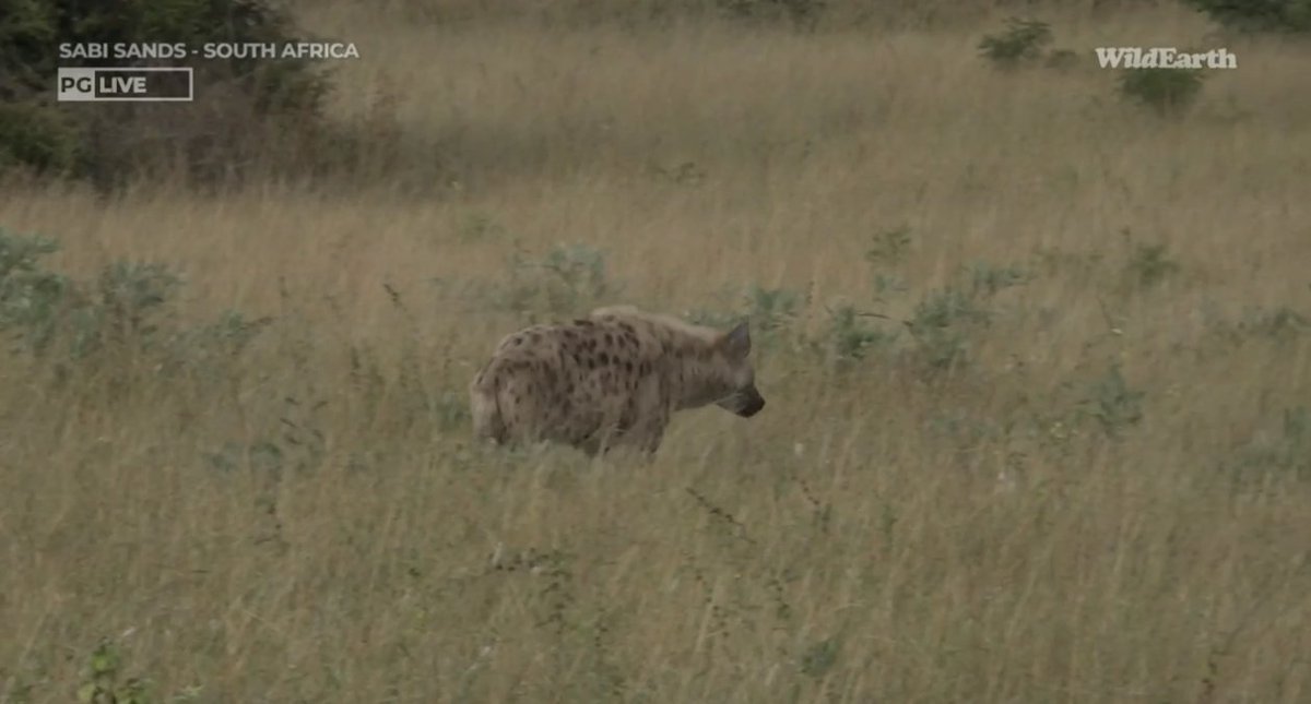 Meaghan_Edwards's tweet photo. Golden sunrise, monitoring monitor, happening hyena @WildEarth #WildEarth #Ntima #biodiversity #biodiversityandyou https://t.co/jp8M88ryr9