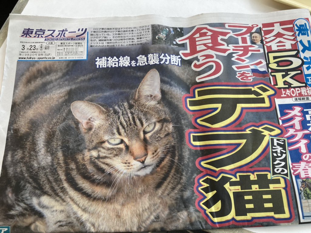 ドネツクのデブ猫 - SHOSEN ONLINE SHOP