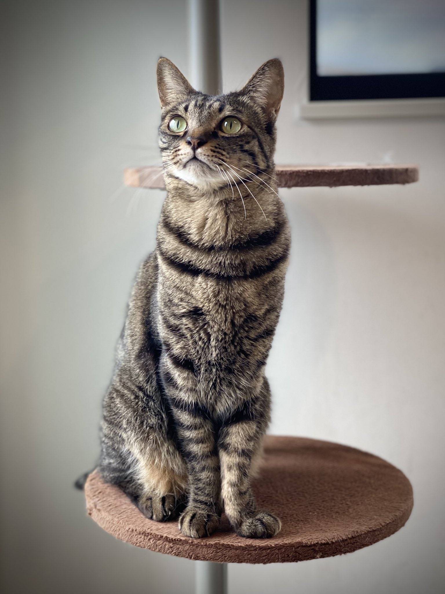 キジ猫の日 Twitter Search Twitter