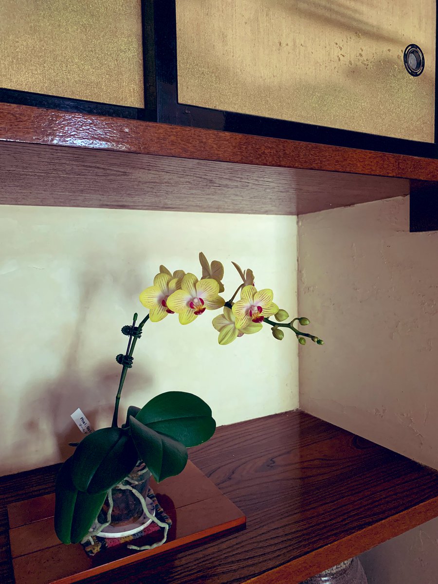 orchids_s's tweet photo. 和室の違い棚に飾ってみた。
和風もいいんじゃない。
Phal. Gold Baby
Put my orchid in Japanese room’s display shelf. Seems exotic…Not bad.
#phal #orchid #orchids #ご蘭なさい https://t.co/GFc4q8ooTJ