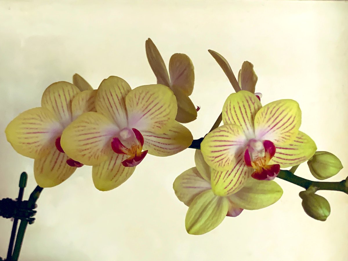 orchids_s's tweet photo. 和室の違い棚に飾ってみた。
和風もいいんじゃない。
Phal. Gold Baby
Put my orchid in Japanese room’s display shelf. Seems exotic…Not bad.
#phal #orchid #orchids #ご蘭なさい https://t.co/GFc4q8ooTJ