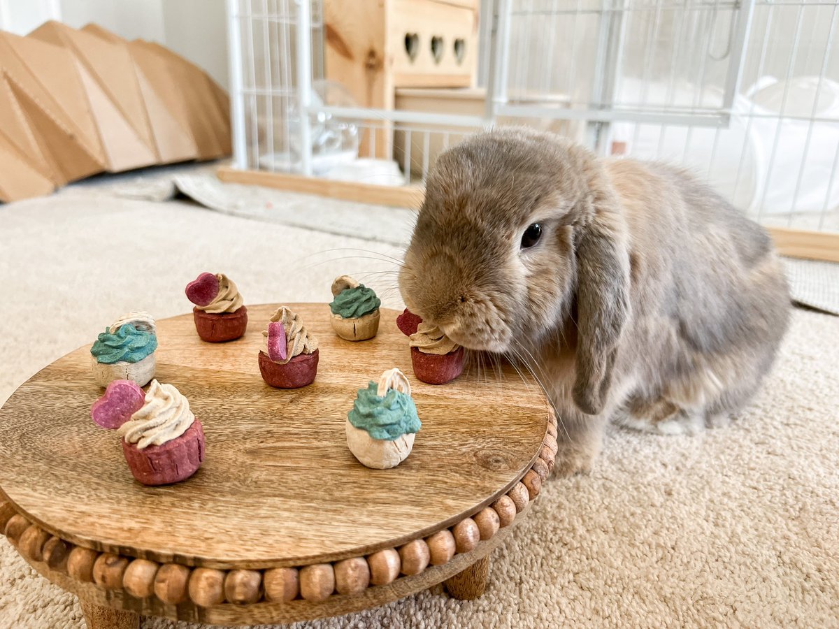 StarringGina's tweet photo. @jennaezarik My bunny’s first birthday. 🎂💕 https://t.co/xwhshU4mUa