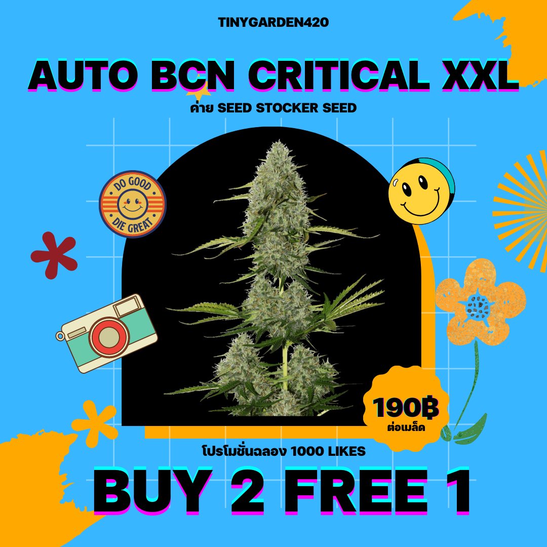 tinygarden420's tweet photo. ฉลอง 1,000 like 🥳
จัดโปรพิเศษ #ซื้อ2ฟรี1 😉

🎄#AutoBCNcriticalxxl
🌺#AutoCrystalMeth
😈#MonsterZkittlez 
🤯#Headstrong

โปรโมชั่นถึงวันที่ 31 มีนาคมนี้นะครับ💚 https://t.co/ziNc5hgbIa