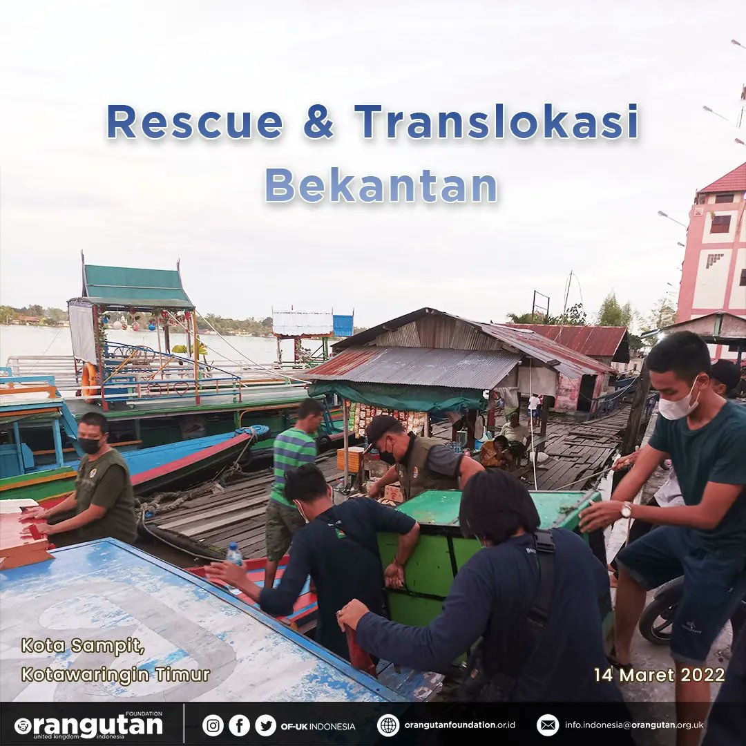 OF_UKIndonesia's tweet photo. #temankOU, 14 Maret lalu tim rescue SKW II BKSDA Kalteng bersama OF-UK Indonesia berhasil melakukan penyelamatan dan translokasi satu bekantan jantan yang tertangkap warga di Sampit, Kotawaringin Timur. https://t.co/QZeC0gx7VH