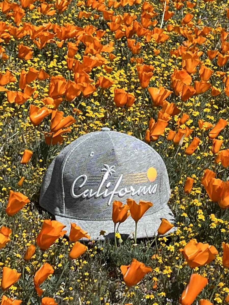 Pigeon872's tweet photo. California Poppy #Californiapoppy #californiastateflower #LancasterCA https://t.co/U7IdnOWNpS