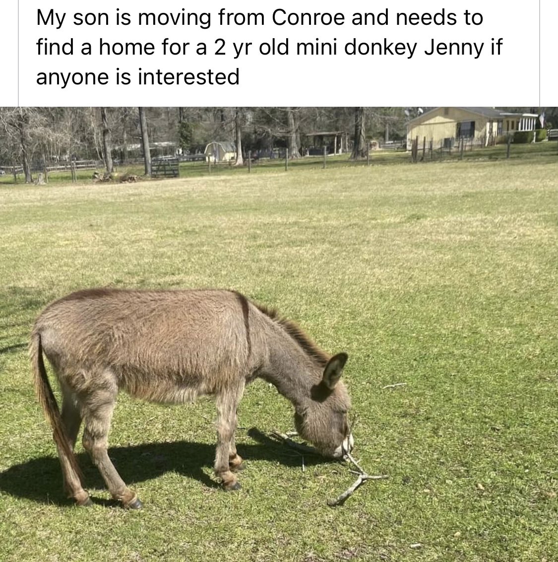 Don’t buy a mini donkey unless you’re going to be there for Jenny’s ENTIRE LIFE. Geez. https://t.co/3hlJoNXdXG