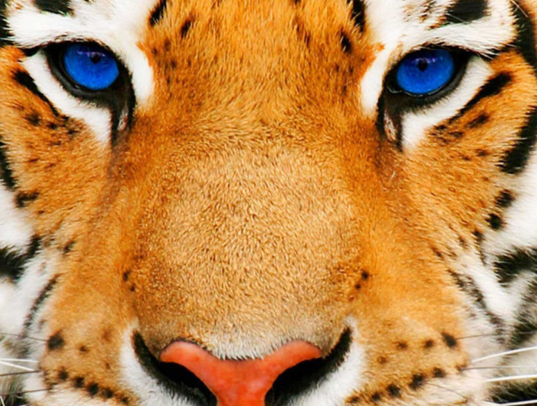 TigerDegen's tweet photo. No fear. https://t.co/NdSs4Utg2r
