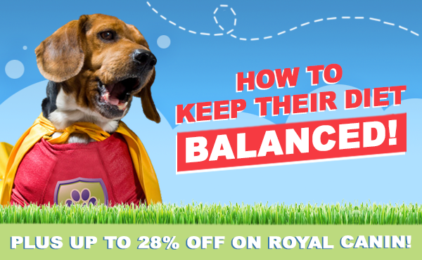 PetGuardiansAus's tweet photo. Nutrition is key &amp; here's why... - https://t.co/bWakAYIH8O https://t.co/VUHMVSwo3x
