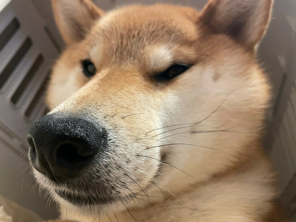 柴犬ポンちゃんとクウちゃん ドアップ写真のクウちゃん 実は小さい声でウナっています笑 柴犬 Shibainu クウちゃん 小さく唸る犬 Shibastagram 柴犬のいる暮らし T Co 94bmrygazp Twitter