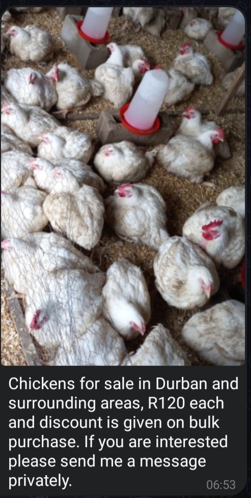 Tsogang3's tweet photo. #ChickensForSale  dropped to R100.00 each 😋 https://t.co/f9U7lkZZdZ