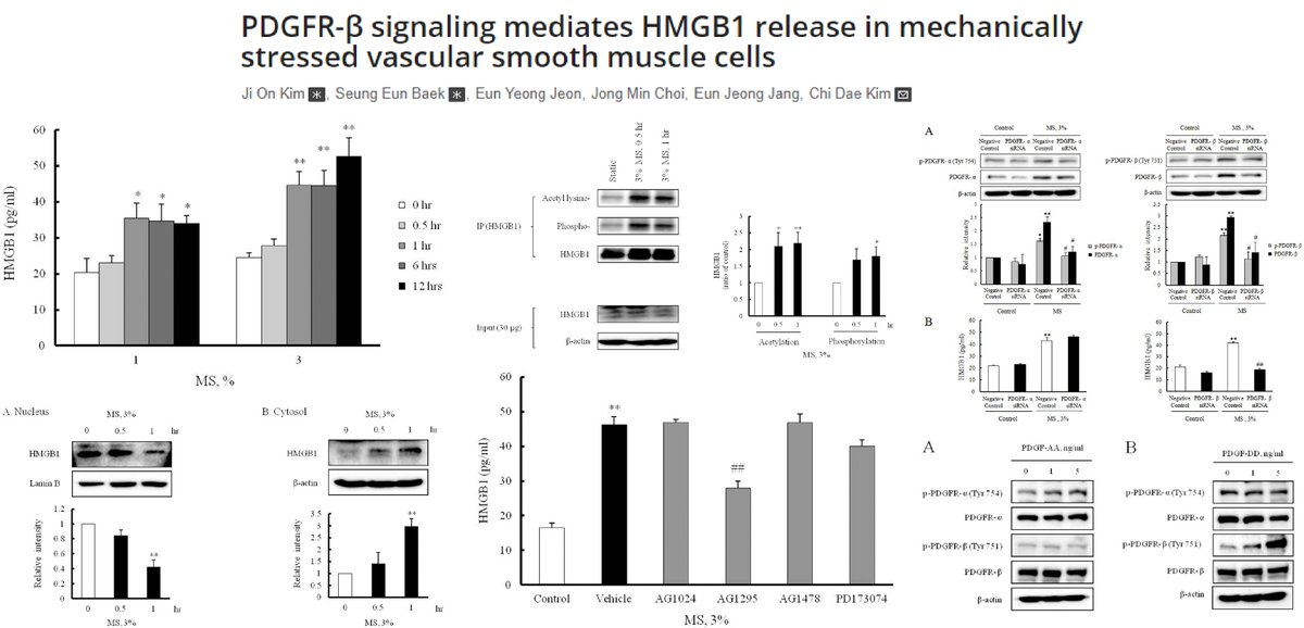HaoYin20's tweet photo. #CyclicStretch (3% strain 1Hz) ⏫ the cytosolic translocation & secretion of HMGB1, a DAMP, in rat aortic #SmoothMuscleCell, dependent on PDGFRβ (Not PDGFRα/IGFR/EGFR/FGFR)
Love to see mechanosensitive SMC secretome🤓
Dr. Chi Dae Kim lab @PLOSONE 2022
https://t.co/YbYLckYDTx https://t.co/0ttmVCD1l3