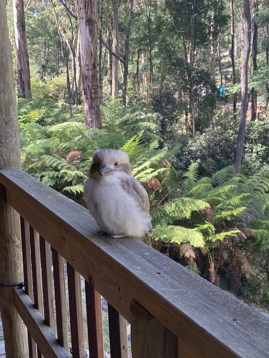 Friendly visits from this little fledgling - now known as “gus”. @wildlife_vic is this a white kookaburra? His mom also has these same faint colors 🪶