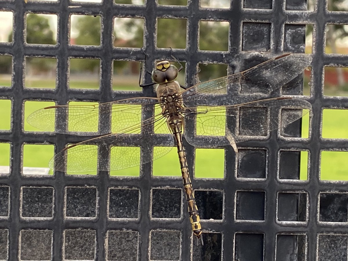 NungaWayne's tweet photo. Found this little guy at the school gates. Couldn’t let him in as we don’t know what his age is. https://t.co/OnrVXEoWyj