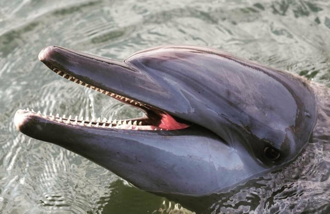 İnsanları eğlendirsin diye yunus parklari diye tabir edilen yerlere hapis edilen yunusların dişlerinin tek tek çekilip sonra parklarda insanlara sergilendiğini biliyor muydunuz.

Bilmiyorsanız bilin ve bu parklara gitmeyin zulme ortak olmayın!

#deprem