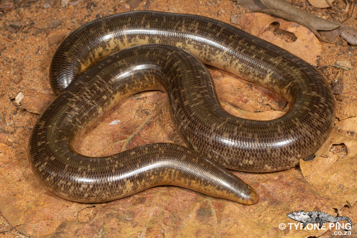 itsrobotface's tweet photo. Afrotyphlops schlegelii Schlegel’s blind snake. From Hlhuluwe, Kwa-Zulu Natal.https://t.co/h4VgduKLnN https://t.co/MsoycdKY8b