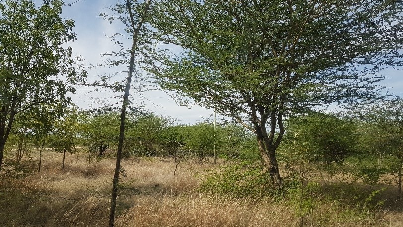 CrowtherLab's tweet photo. In the 80’s the Miombo woodland & Acacia savanna ecosystems in Shinyanga, #Tanzania were well on the way to #desertification. Learn more about reviving traditional land-use practices to restore landscapes & livelihoods: https://t.co/HMMeRx5zTO #restories #forestrationints https://t.co/7sXK7ILBW6