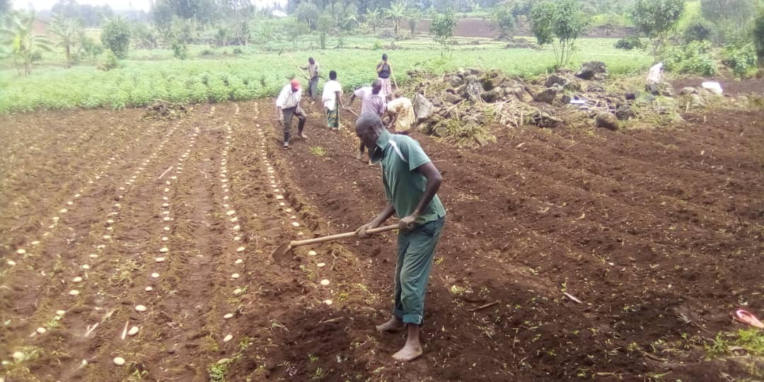 Farmers' Potato Academy (FPA) in Rwanda tweet media