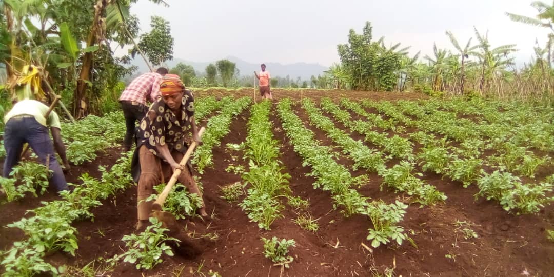 Farmers' Potato Academy (FPA) in Rwanda tweet media