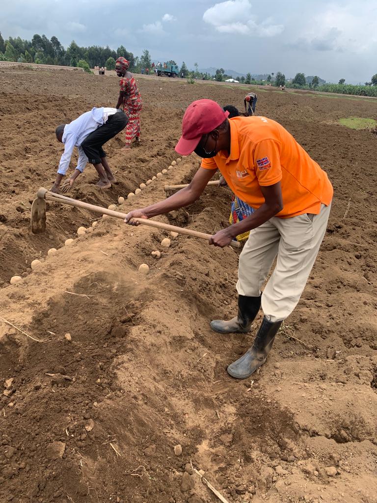 Farmers' Potato Academy (FPA) in Rwanda tweet media