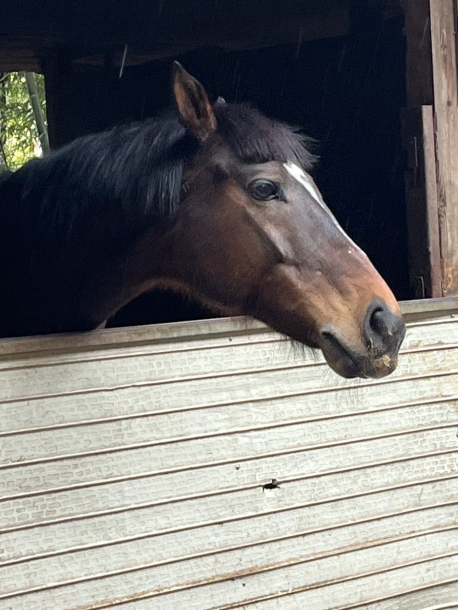 チャンピオンルパンが文字列の関係でチャンとピオンルパンに分かれてて、何を見間違えたか、ピオンルパンの部分がビルパンに見えた