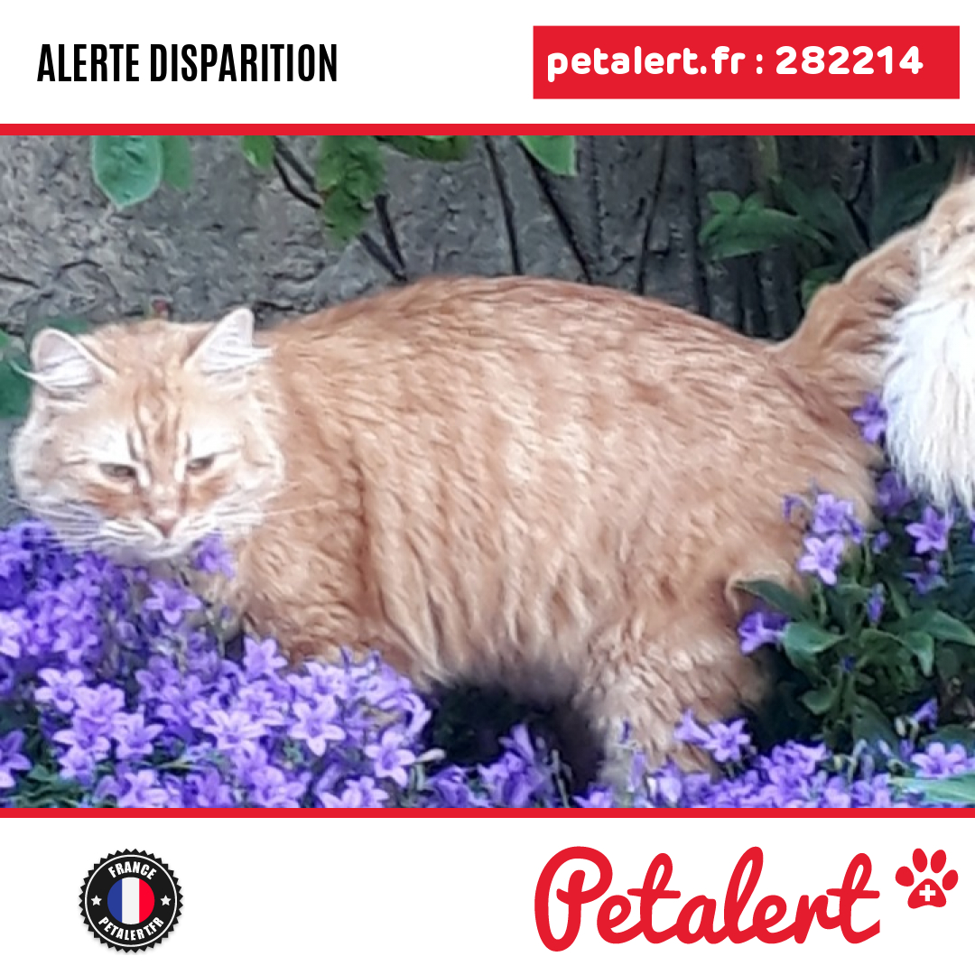 petalert_france's tweet photo. Disparu #Chat #Yonne #Rouvray #Petalert #PetAlert89 / https://t.co/lfLk7TZtO6 https://t.co/f6oezuHJbF