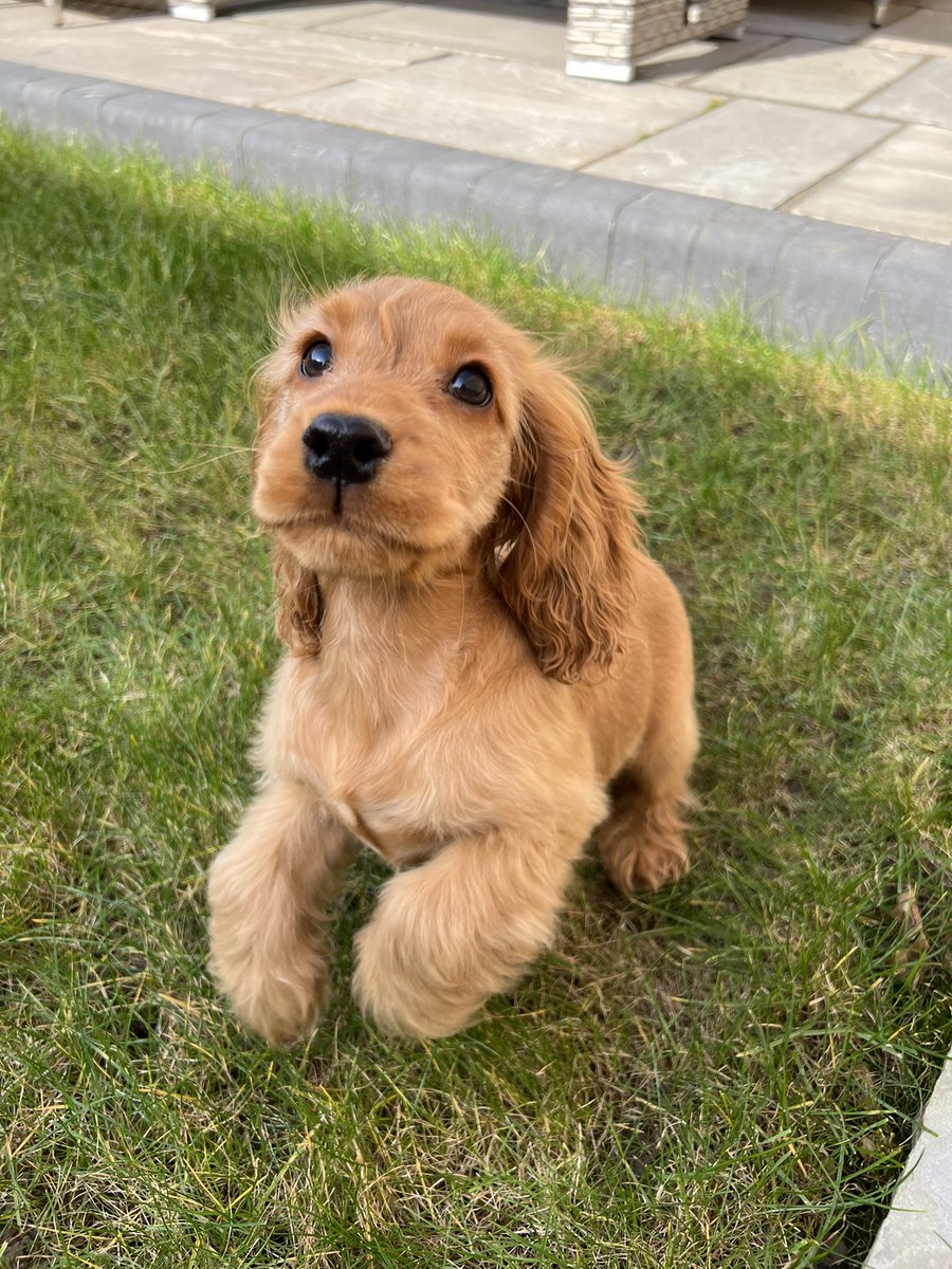 ElliePalmer99's tweet photo. #PLTpet @OfficialPLT Cooper the cocker spaniel would love to be a PLT pet 😍🐶 instagram: cooper_cockerspaniel1 https://t.co/rS4fcP4Utc