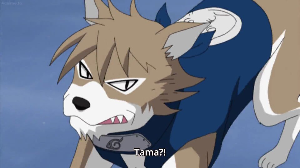 hourlysai_'s tweet photo. “let’s go! pochi! tama!” https://t.co/lI53c0QMtu