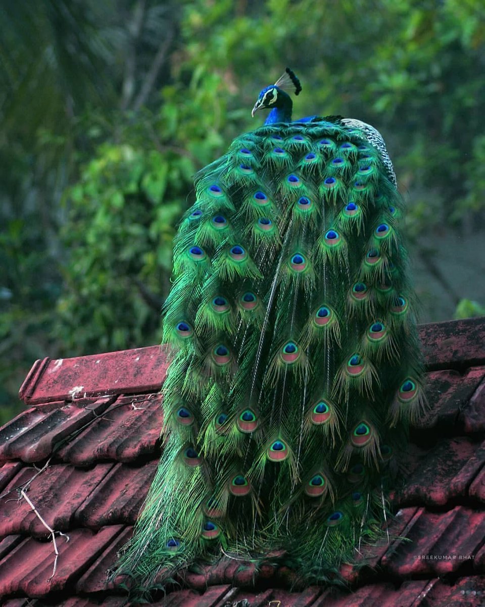 RT @ColoursOfBharat: Enchanting hues of peacock atop a house in Kerala https://t.co/hZbpc4F1wy