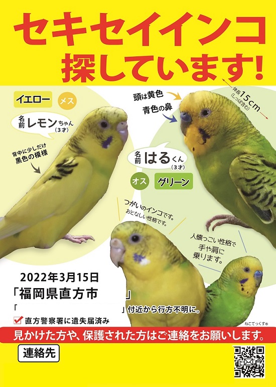 ねこてっくす 迷子猫 迷子鳥 迷子犬 迷子ペット チラシ制作 Necotex Twitter