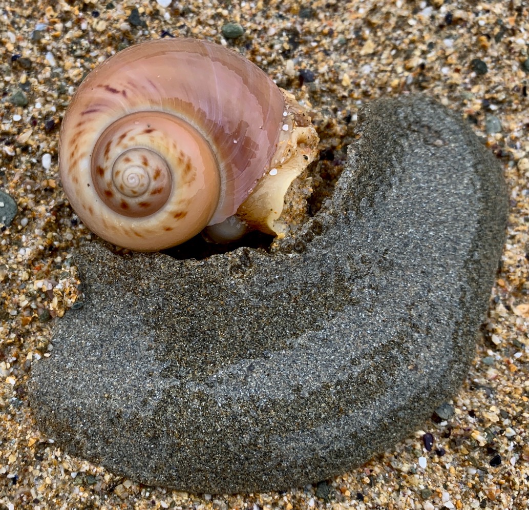 LegoLostAtSea's tweet photo. Quite a few of these #necklaceshell egg collars washing up at the moment. They're often mistaken for litter. Advice is that they should either be put back in the sea or buried in sand close to the water's edge. Each contains tens of thousands of eggs. https://t.co/pa13S7QvqA