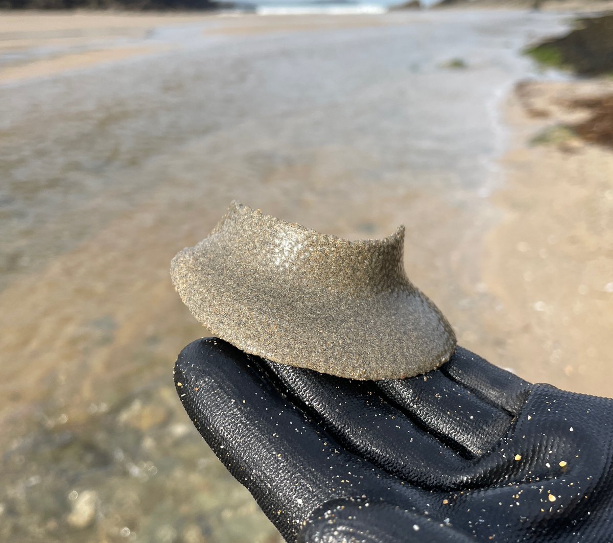 LegoLostAtSea's tweet photo. Quite a few of these #necklaceshell egg collars washing up at the moment. They're often mistaken for litter. Advice is that they should either be put back in the sea or buried in sand close to the water's edge. Each contains tens of thousands of eggs. https://t.co/pa13S7QvqA