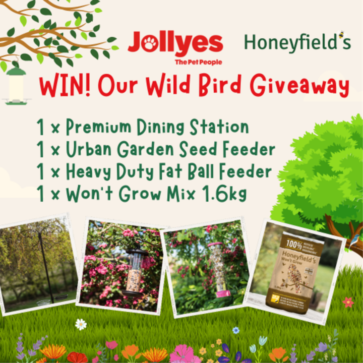 Jollyestweets's tweet photo. 🐥GIVEAWAY!🐥

We have teamed up with Honeyfields to give you the ultimate Wild Bird Giveaway! 

To enter: 👇

✨ Like this post
✨ Follow @Jollyestweets 
✨Tag a fellow animal lover! 

A winner will be picked on 31st March 2022

#competitions #Giveaways #win #competitiontime https://t.co/ai5G5akGJt