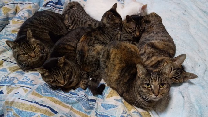 ファン必見 ４ ５ ６キジ猫 キジトラ天国がtwitterで話題に ねこニュース