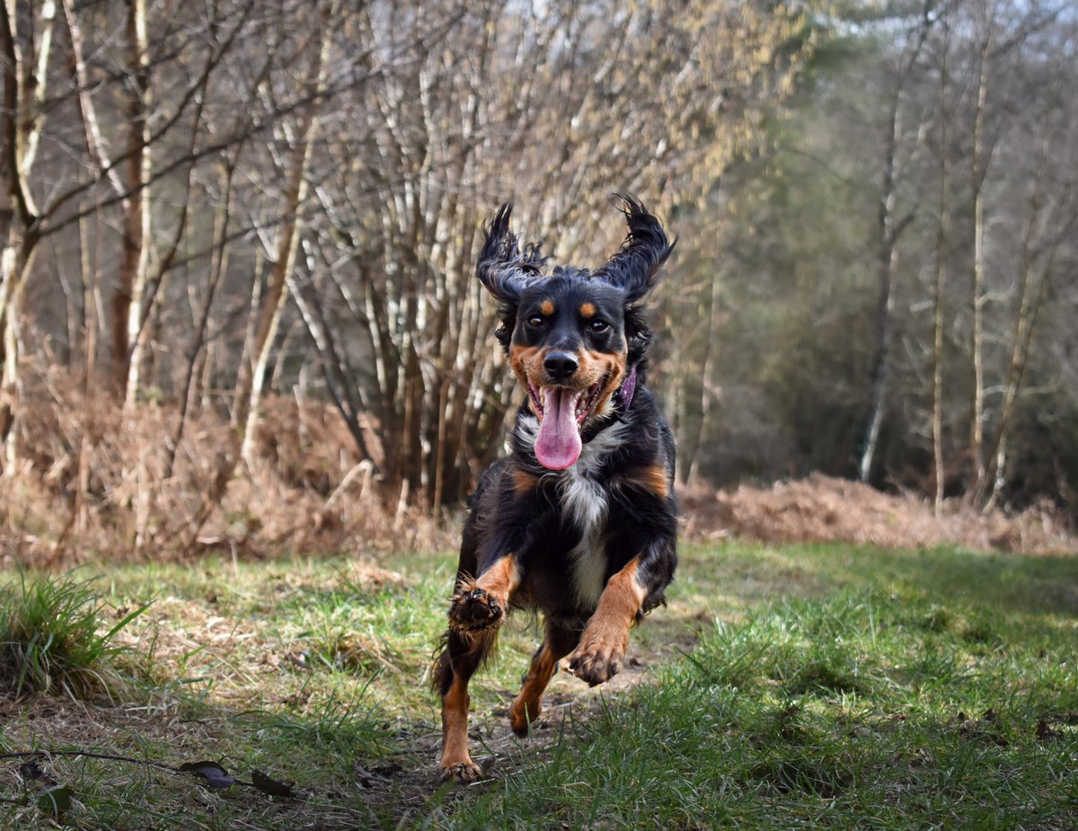 Guess who's back!🥳🥳 

Finally been given our account back after what felt like forever being suspended! But I'm so happy we are back and I can see all the beautiful doggos in this lil community again 🥳

#twitterdogcommunity #dogsoftwitter  #spaniels
