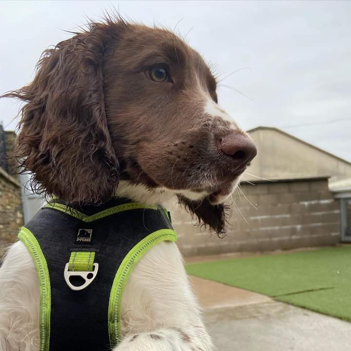 2 months with Horris. He's completely mental, but I love him #springerpuppy #pawrent