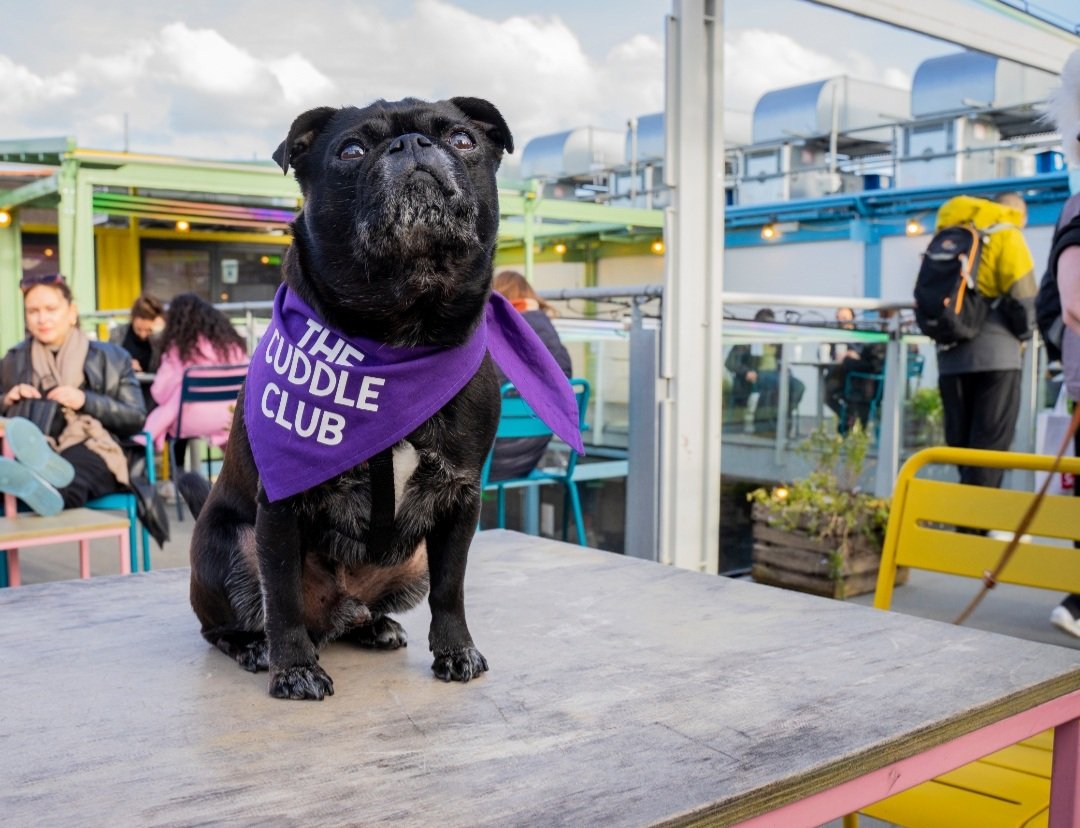 Meet Hugo, Chief Cuddle Officer at The Cuddle Club Leeds. 🐶
.
Companies based in Leeds / West Yorkshire that want to invest in their team's wellness at work with therapeutic dog cuddles get in touch with The Cuddle Club.
.
thecuddleclubuk.com
.
#workplacewellbeing