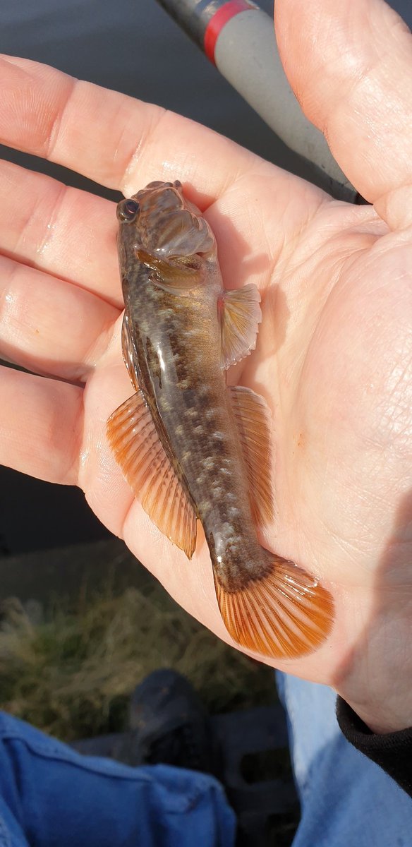 Ik word geplaagd door deze rakkers.
#witvissen #grondeling