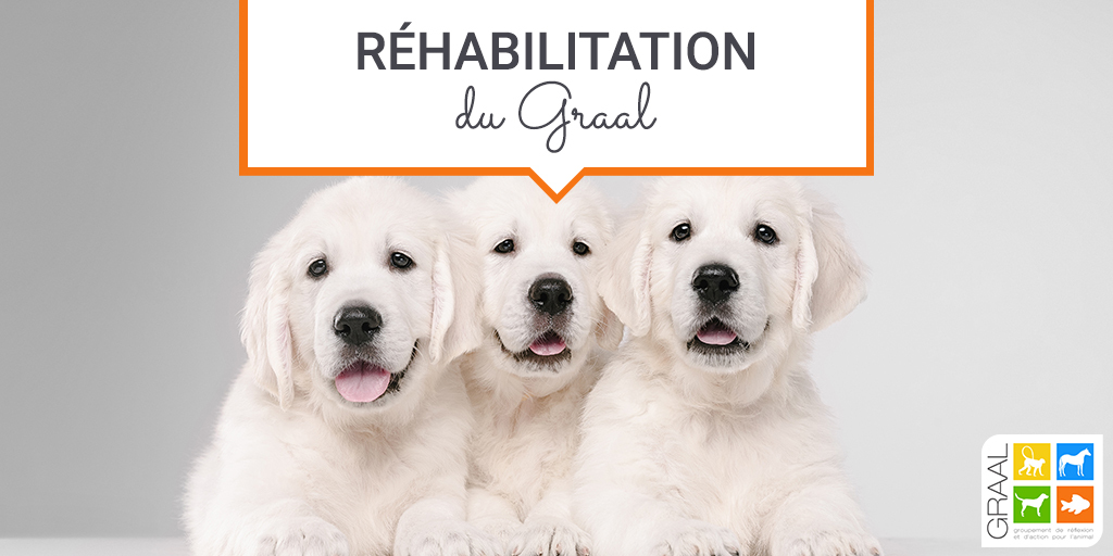 Asso_GRAAL's tweet photo. @Asso_GRAAL est ravie de vous annoncer la sortie de 13 Golden Retrievers 😍
Âgés de 6 mois à 1,5 an, ils attendent une nouvelle famille 🐶
Ces chiens n’ont subi aucun test et sont actuellement en Côte-d'Or.

Infos : https://t.co/19J8ZaUgCv

#defenseanimale #rehabilitation #chiens https://t.co/vmGdqs6SMl