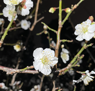 JohnyiSaiman's tweet photo. language of spring https://t.co/rg90s8lx6y