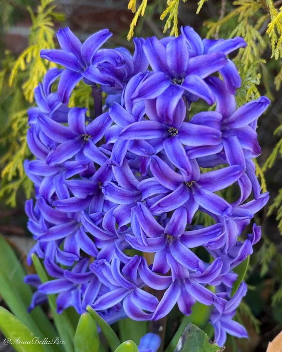 Hyacinths are now blooming in the garden and the fragrance is wonderful💙 Happy midweek🌿 #gardening #flowers
