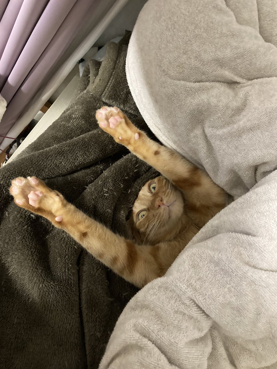 これは面白すぎる 猫ちゃんの愉快な バンザイ寝姿 に大爆笑するtwitter民続出 ねこニュース