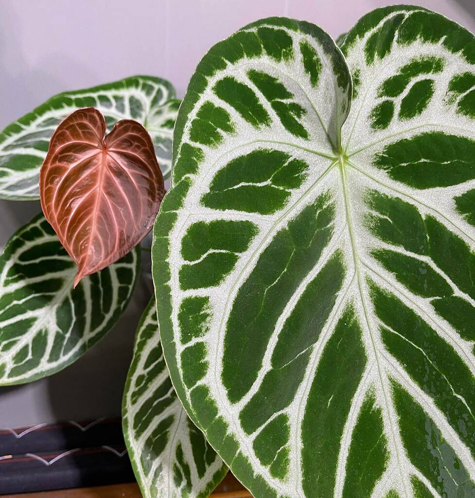 PrinciplePlant's tweet photo. Another perfect leaf! Yay! #Anthuriumsanonymous #anthuriummadness #allaboutanthuriums #anthuriumcollection #leaftexture #ihaveathingforfoliage #ihaveathingforanthuriums #plantaddict #plantsofinstagram #plantstagram #plantcommunity #plantsmakepeoplehappy … https://t.co/UW5sEnwdbu https://t.co/mNbsiRP1A1