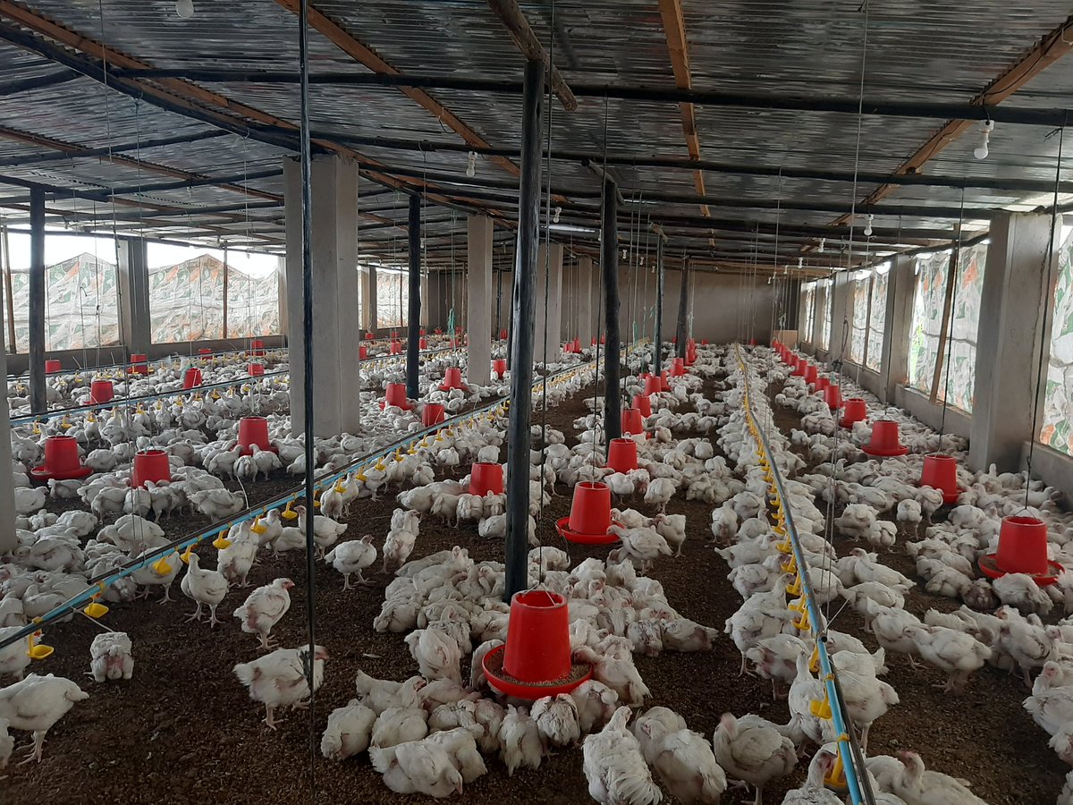 BaRuvaaa's tweet photo. Hello guys 👋🏿. We are back, taking bulk orders, $4 per bird own collection in Marondera. $4.50 delivery in Harare. MOQ 60 birds. Weights 2kg - 2.4kg live. https://t.co/pP3p4UPiuk