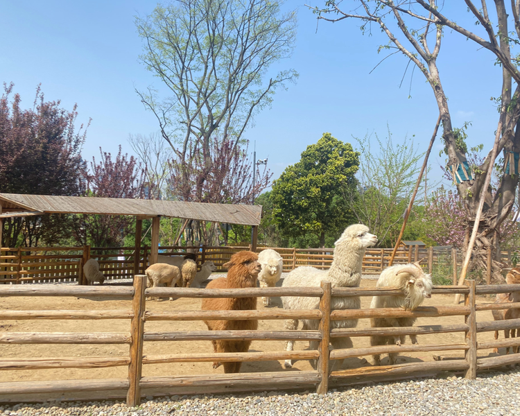 sdi_ua's tweet photo. 🦙和🐐 https://t.co/B9oid7o59o