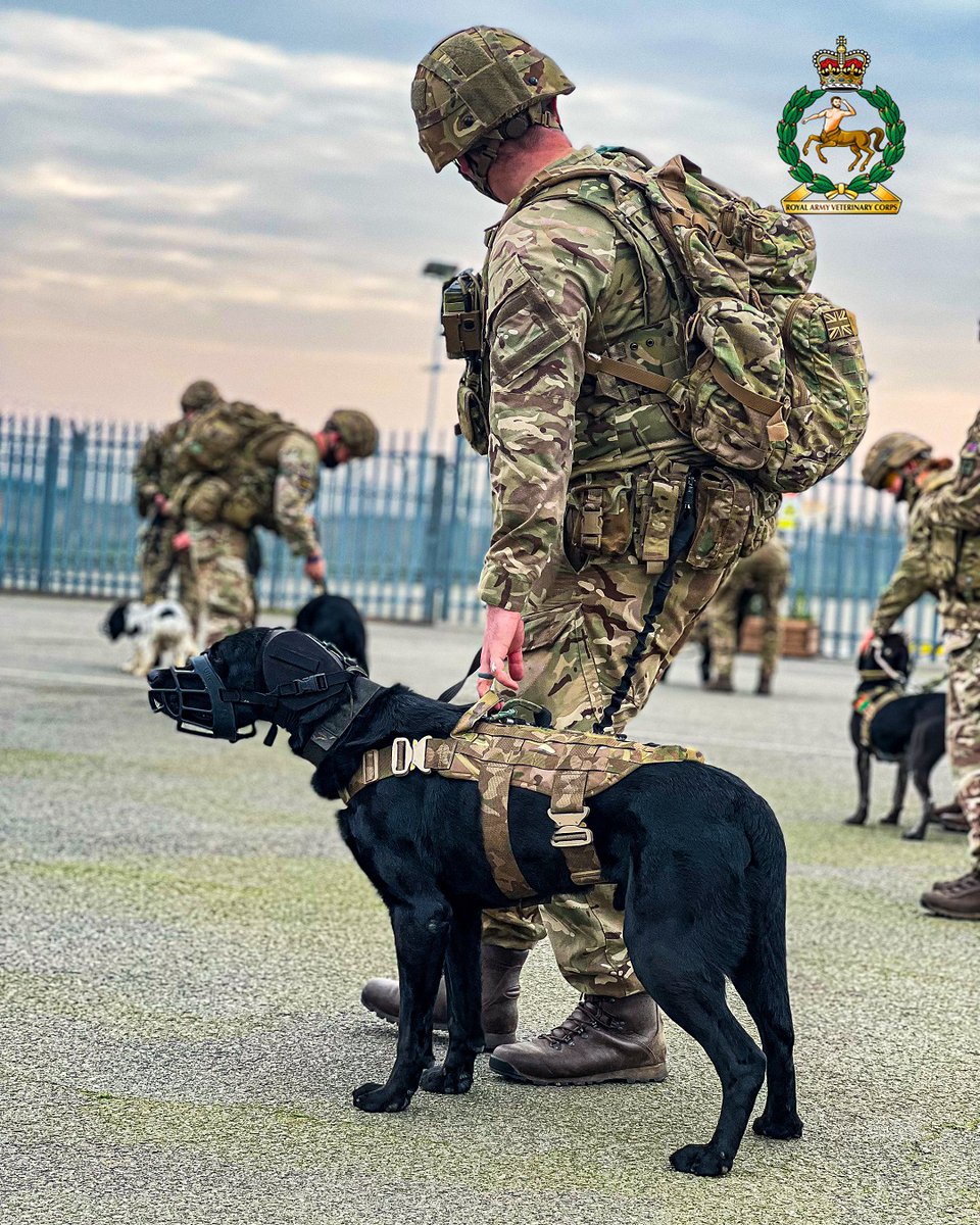 Military Working Dogs (MWD), many of whom were flying for the first time, joined their handlers for a Chinook flight at St Georges Barracks.

#armymedicalservices #8engineerbrigade #29eodgsu #DATR #RAVC #armyvets #1mwd